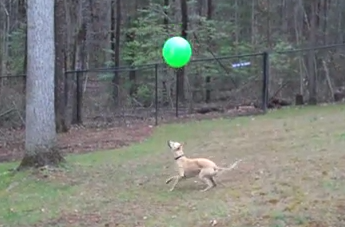 ボール遊びの天才犬