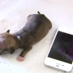 捨て犬から生まれた子犬、世界最小の子犬としてギネス申請中