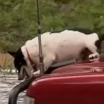 オーストラリアの洪水で車の上に取り残された犬の救助
