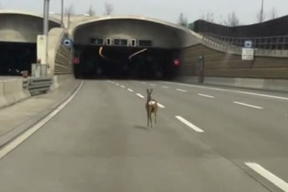 広い道路に迷い込み、疾走する鹿