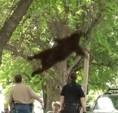 大学のキャンバスの木に登る熊に麻酔の矢を撃ちこんで保護