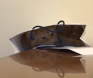 テーブルの上の紙袋に入ったネコ