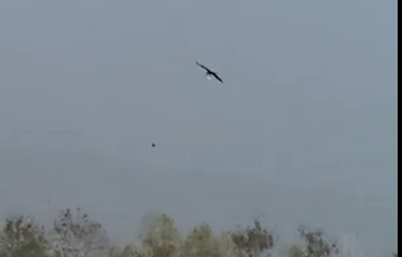 猛禽類に捕獲される紙飛行機