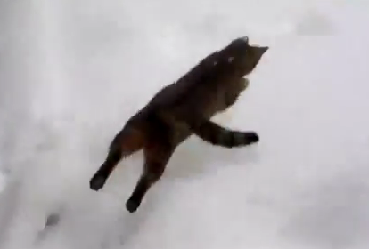 雪に消える猫