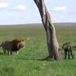 一人ぼっちのアフリカ水牛の赤ちゃん、ライオンに仕留められる