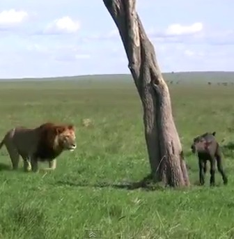 一人ぼっちのアフリカ水牛の赤ちゃん、ライオンに仕留められる