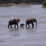途中でへこたれながらも大きな川を渡るゾウの赤ちゃん