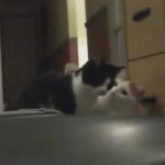 トレッドミルに猫パンチして遊ぶ2匹のネコの面白映像