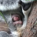 コアラの赤ちゃんがお母さんの袋から顔を出す貴重な映像