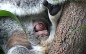 コアラの赤ちゃんがお母さんの袋から顔を出す貴重な映像