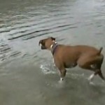 棒切れを手に入れるために勇敢に水に入るボクサー犬
