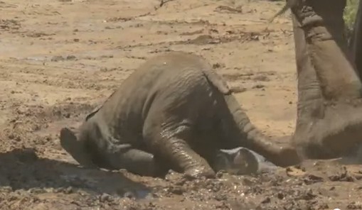 泥沼で滑りまくってちょっとパニック気味な小象