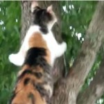 木から降りられなくなった子猫を救助しに向かう母猫