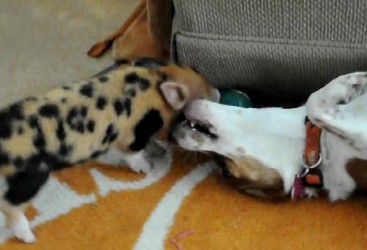 ビーグル犬 vs. 子豚