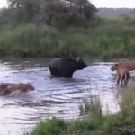 アフリカ水牛 vs. ライオン カバも登場