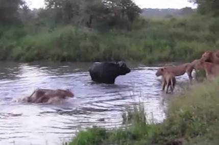 アフリカ水牛 vs. ライオン カバも登場