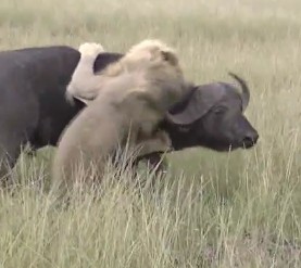 アフリカ水牛を襲うお雄ライオンが頭突きで撃退される