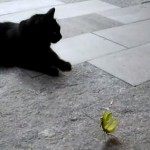 ネコ vs.カマキリ