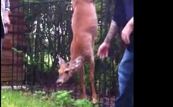 柵に引っかかって身動きの取れない鹿を救助