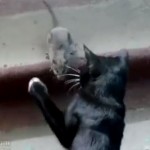 ネコ vs. ネズミ 猫パンチを繰り出すも立ち向かうネズミ