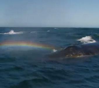 虹をつくるクジラ