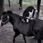 馬の背中の上に乗るヤギ、ロデオ状態に