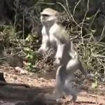 二足歩行する猿発見！