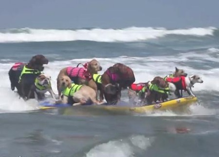 14匹のワンコがサーフィン同時乗り世界記録
