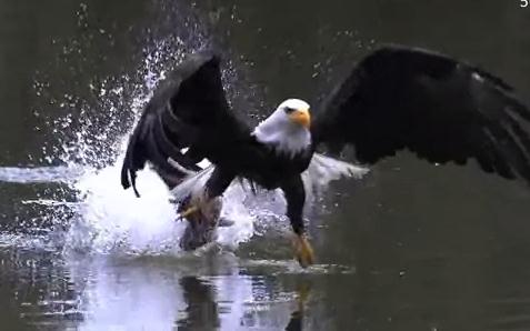白頭鷲が魚を捕まえる瞬間のスローモーション映像