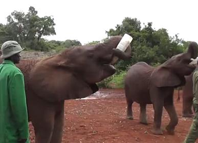 象の孤児院、大きなボトルに入ったミルクを飲むゾウ