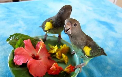 花を食べるムラクモインコの映像