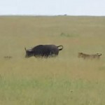 アフリカ水牛の親子 vs メスライオン 以外な展開に！