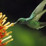 植物の受粉を手伝う虫や鳥・コウモリの高画質映像