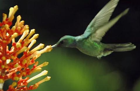 植物の受粉を手伝う虫や鳥・コウモリの高画質映像