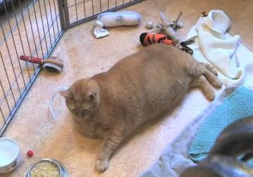 世界一太った猫？？体重15kgの超巨大猫