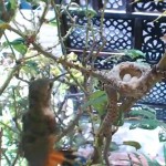 巣に近づくトカゲから卵を守るアレンハチドリ