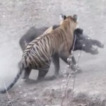 池に隠れるトラが、大きなイノシシに奇襲攻撃