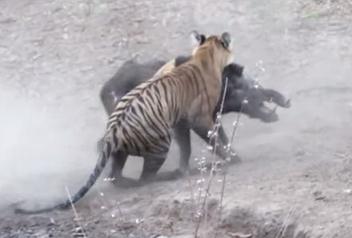 池に隠れるトラが、大きなイノシシに奇襲攻撃