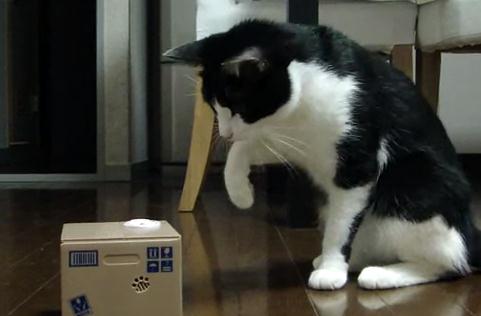 ネコ vs. 猫貯金箱