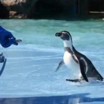 滑ったことに驚いて大パニックに陥るペンギン