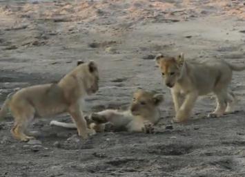 楽しそうに遊ぶ3匹のライオンの子供たち