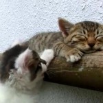 寝る猫と遊びたい猫