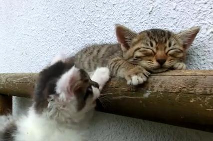 寝る猫と遊びたい猫