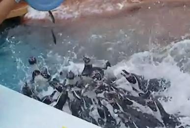 南知多ビーチランドのペンギンの食事が凄いパニック状態