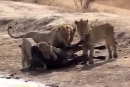 ライオンに襲われたアフリカ水牛、遅すぎた仲間の救出