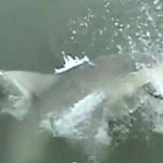 釣った魚をサメに食べられる瞬間の映像