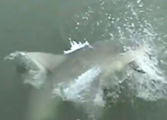釣った魚をサメに食べられる瞬間の映像