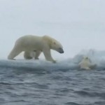 氷に上がれないホッキョクグマの赤ちゃんを助ける母