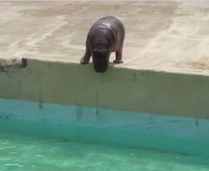 カバの赤ちゃん、プールにダイビング in 東部動物公園