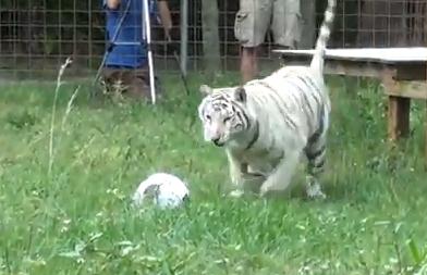 大型ネコ科動物にボールを与えた時の反応